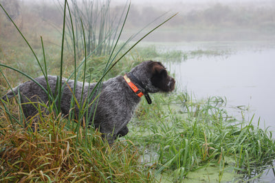 How to choose your hunting dog