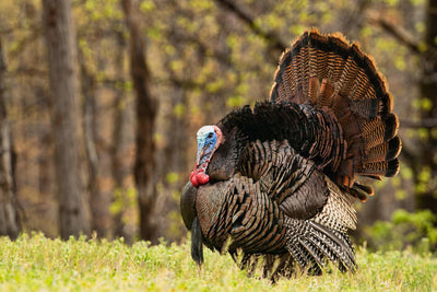 Wild Turkey Hunting Tips and Techniques