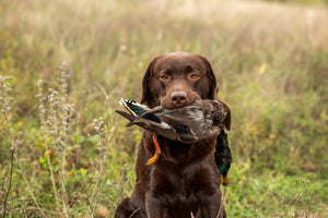 Chasse à la sauvagine