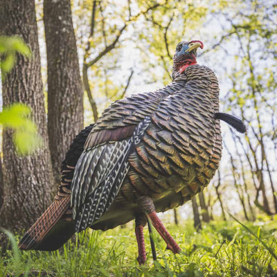 Appelant "Jake HDR" chasse au dindon jeune mâle - Avian X
