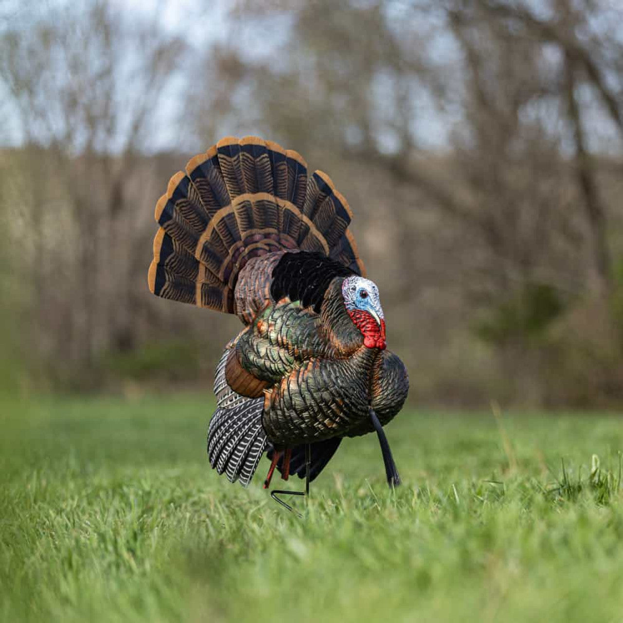 Appelant dindon "HDR Strutter" mâle parade - Avian X
