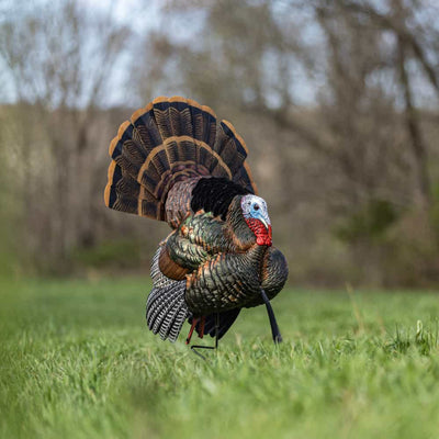 Appelant dindon "HDR Strutter" mâle parade - Avian X