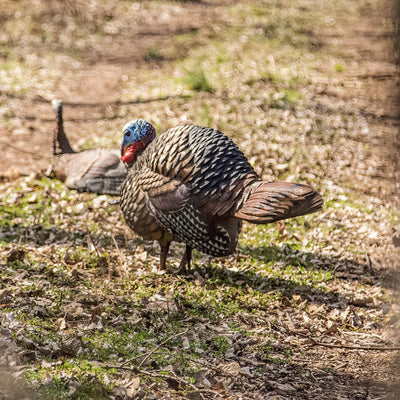 Male Tom Turkey LCD Half-Strut Jake - Avian X