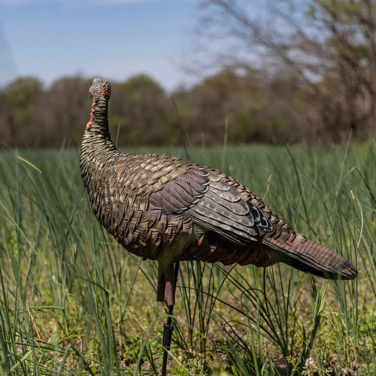 Appelant dindon femelle Lookout LCD Hen - Avian X