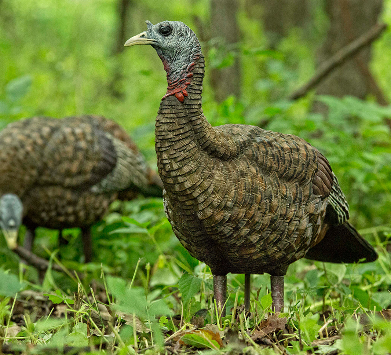 Appelant dindon femelle Lookout LCD Hen - Avian X