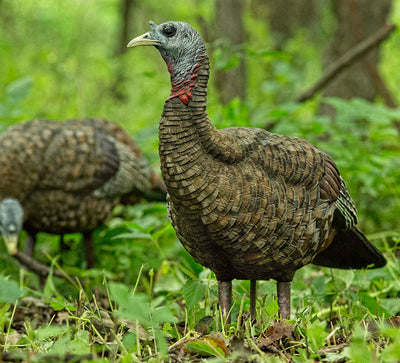 Appelant dindon femelle Lookout LCD Hen - Avian X