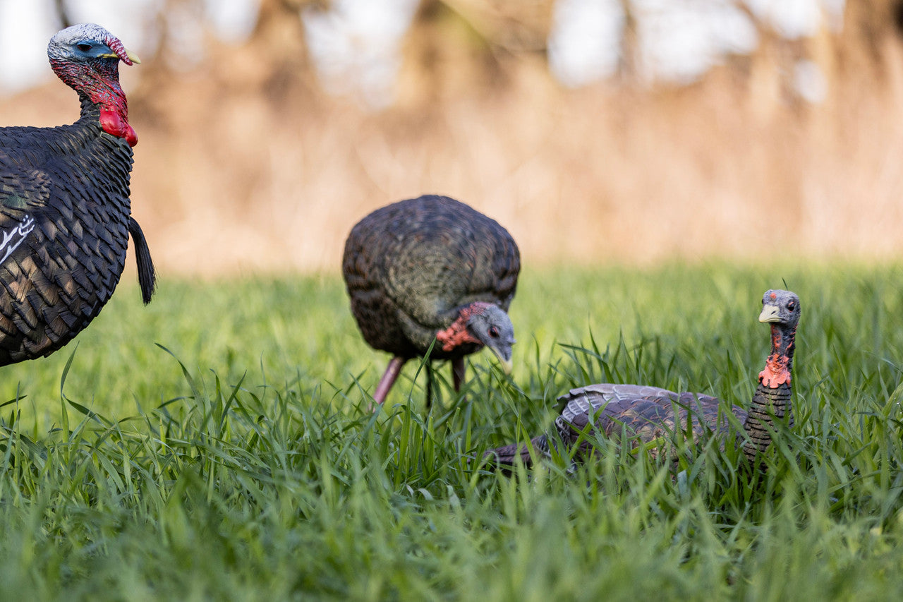 Appellant female Laydown Hen turkey LCD - Avian X