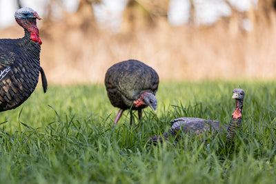 Appellant female Laydown Hen turkey LCD - Avian X