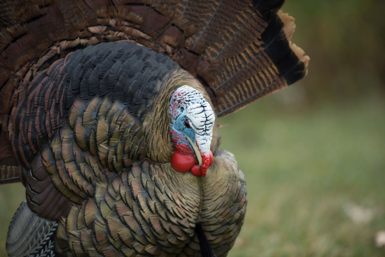 Caller Turkey Trophy Tom - Avian X