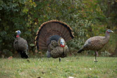Caller Turkey Trophy Tom - Avian X