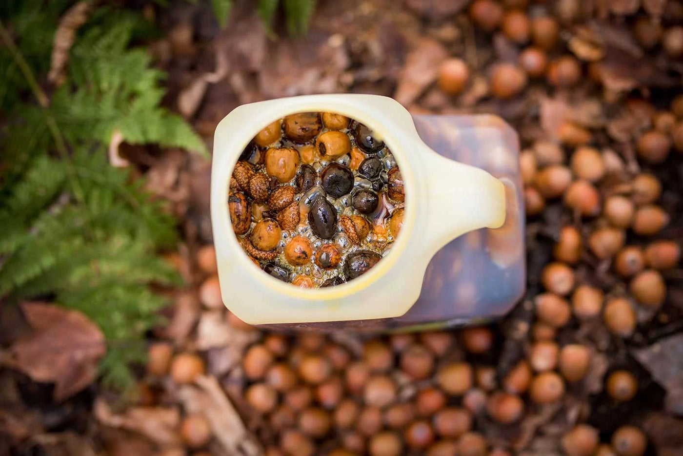 Gras végétal - Appâtage liquide chevreuil avec glands de chêne naturels - Glands de Chêne